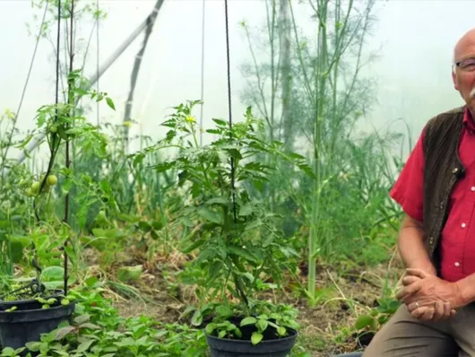 Comment réduire les maladies des tomates sous serre : astuces et conseils efficaces