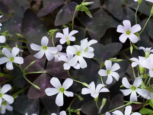 Le trèfle pourpre : une touche de couleur et de bonheur dans votre jardin