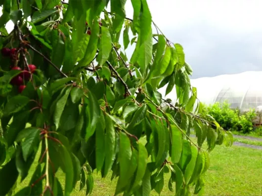 Que faire au jardin sous un tunnel au mois de juin?