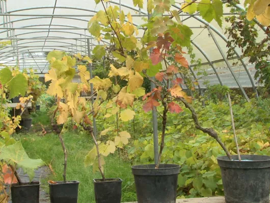 La culture d'une vigne en pot sur votre balcon : conseils et astuces