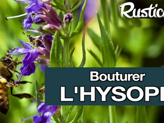 Comment bouturer facilement l'hysope à l’étouffé ?
