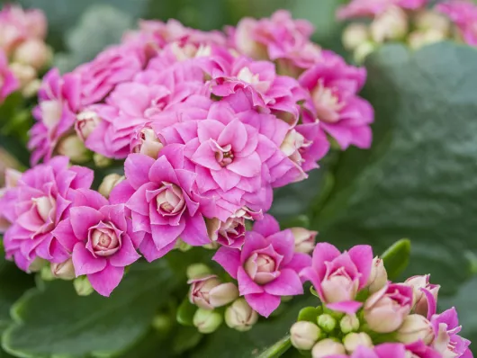 Réussir le bouturage d'une tige de kalanchoé : guide complet