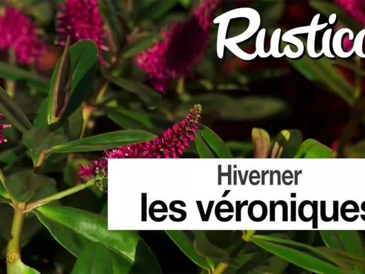 Comment hiverner la véronique arbustive au jardin