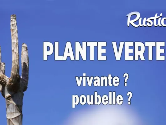 Comment sauver une plante verte destinée au compost