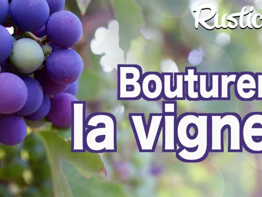 Comment bouturer la vigne au verger en hiver ?