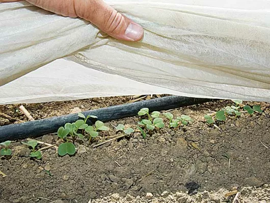 Semer les navets d'hiver : le guide complet pour réussir votre récolte