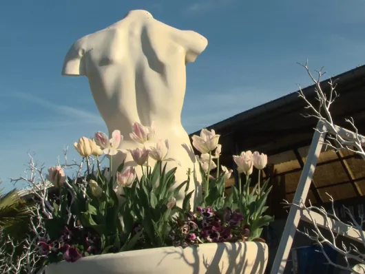 La culture des tulipes en pot ou en jardinière