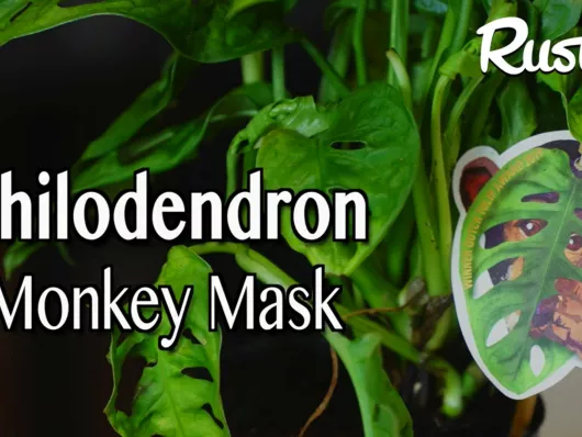 Bouturer le monstera Monkey Mask Adansonii dans un pot de confiture
